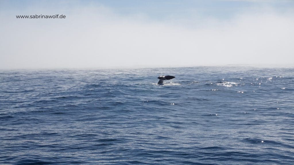 Whale Watching Kaikoura - meine Reise auf die Südinsel Neuseelands